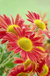 Apricot: Chrysanthemum Flowers Cottage Apricot, Norfolk UK