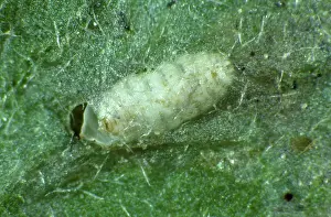 Miner: Chrysanthemum Leaf Miner