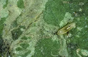 Chrysanthemum: Chrysanthemum leaf miner