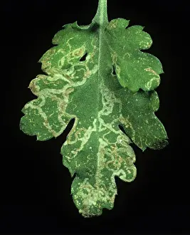 Mine: Chrysanthemum leaf miner damage