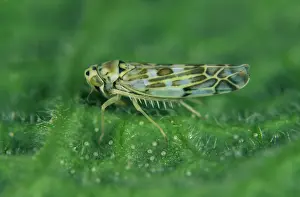 Sage: Chrysanthemum leafhopper