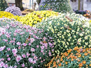 Chrysanthemum: Chrysanthemum multicolored in pot, autumn, Germany