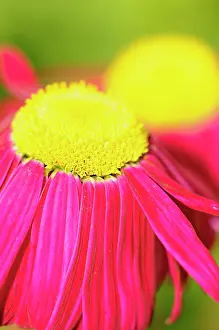 Chrysanthemum: Chrysanthemum, Tanacetum coccineum Duro, Side view of brig