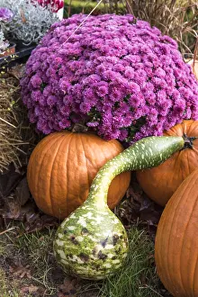 Pumpkins: Chrysanthemum, Two-tone pear squash and pumpkins
