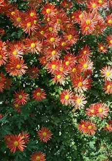 Chrysanthemums: Chrysanthemum Wisley Bronze - Cascade variety