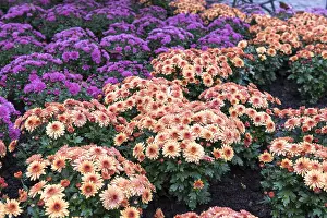 Chrysanthemum: Chrysanthemums in bloom in a garden, autumn, Germany