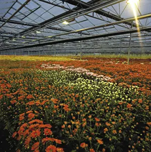 Chrysanthemum: Chrysanthemums in greenhouse