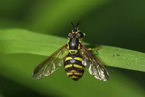 Blade: Chrysotoxum veralli (Chrysotoxum verralli) on a