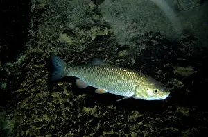 Leuciscus: CHUB - FRESWATER, EUROPE