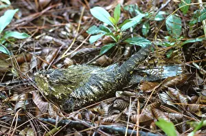 Nightjar: Chuck-Will's Widow