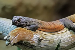 Trunks: Chuckwalla (Common Chuckwalla ater)