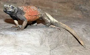 Obesus: Chuckwalla Lizard