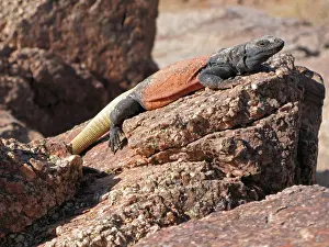 Chuckwalla: Chuckwalla Lizard