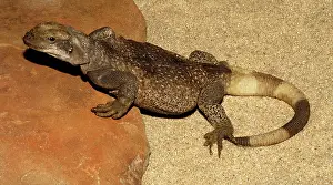 Chuckwalla: Chuckwalla (Sauromalus ater)