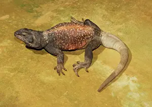 Chuckwalla: Chuckwalla (Sauromalus ater)