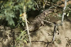 Obesus: Chuckwalla (Sauromalus obesus)