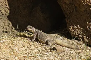 Obesus: Chuckwalla (Sauromalus obesus)
