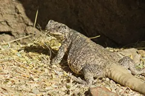 Obesus: Chuckwalla (Sauromalus obesus)