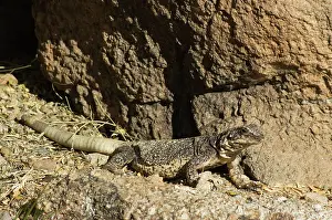 Obesus: Chuckwalla (Sauromalus obesus)