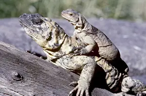 Chuckwalla: Chuckwallas