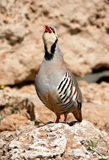 Partridges: Chukar - male calling