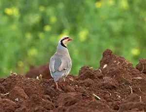 Ploughed: Chukar Partirdge - stood in ploughed field