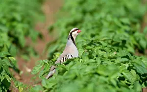 Partridges: Chukar Partridge
