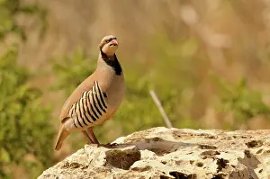 Alectoris: Chukar Partridge