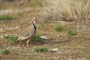 Alectoris: Chukar Partridge