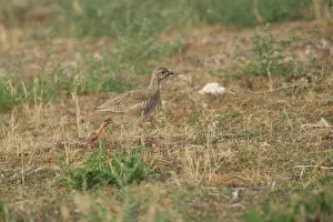 Alectoris: Chukar Partridge