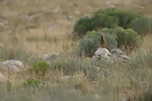 Alectoris: Chukar Partridge