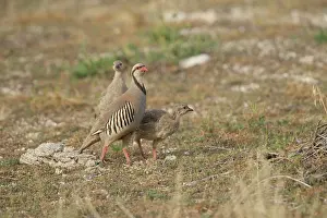 Alectoris: Chukar Partridge