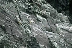 Alectoris: Chukar Partridge - in natural habitat
