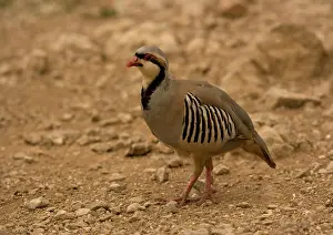 Alectoris: Chukar / Red-legged / Rock / Indian hill Partridge