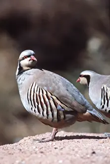 Partridge: CHUKOR PARTRIDGE
