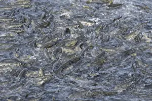 Chum: Chum salmon, Oncorhynchus keta, dog salmon Southeast