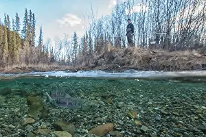 Chum: Chum Salmon split level view under / over water