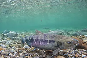 Chum: Chum Salmon underwater at their spawning grounds