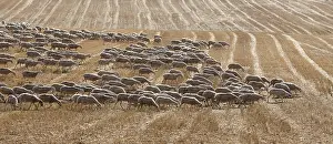 Stubble: Chura flock of sheep moving on stubble Spain