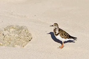 Secluded: Church Bay Park, Bermuda. Ruddy Turnstone