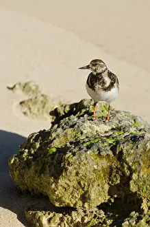 Secluded: Church Bay Park, Bermuda. Ruddy Turnstone