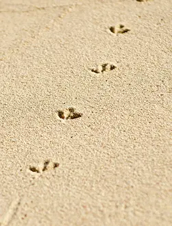 Secluded: Church Bay Park, Bermuda. Tracks of a Ruddy