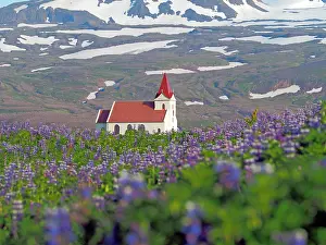 Lupine: Church between flowering lupine fields, mountains