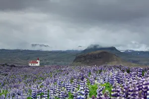 Settlement: Church as set on a sea of Lupine (Lupinus sp) flowers