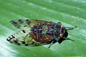 Cicadas: Cicada