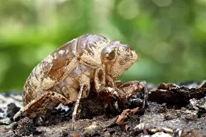 Cicadas: Cicada