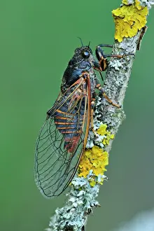 Cicadas: Cicada