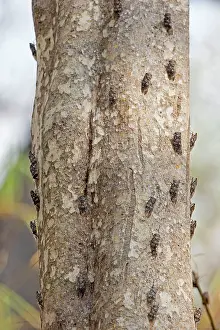 Cicadas: Cicada