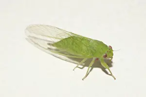 Cicadidae: Cicada