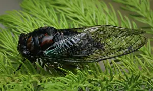 Cicadidae: Cicada